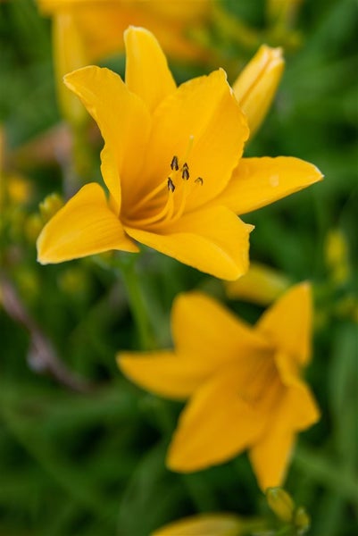 Hemerocallis x cult. 'Thumbelina', Taglilie, gelb, ca. 11x11 cm Topf