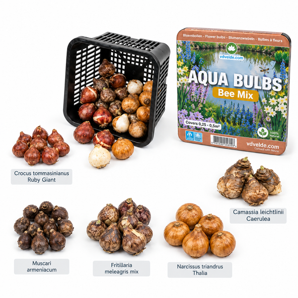Blumenzwiebel Mischung für Bienen von Vdvelde mit Pflanzkorb und verschiedenen Zwiebelsorten wie Krokus, Traubenhyazinthe und Narzisse.