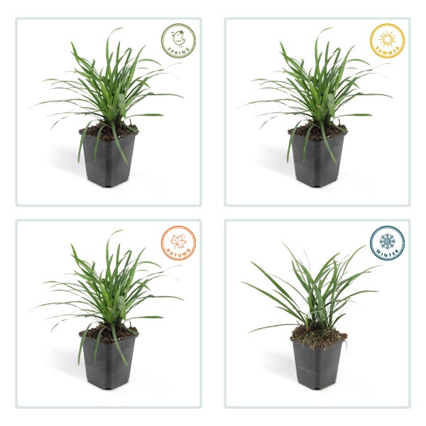 Glöckchentraube - Liliengras - Liriope muscari 'Moneymaker' - 9cm Topf - Set mit 60 Pflanzen