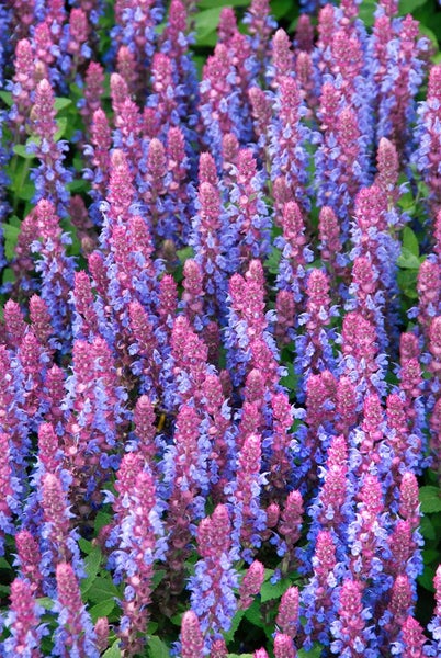 Blühende Salvia Pflanzen im Gartenbeet
