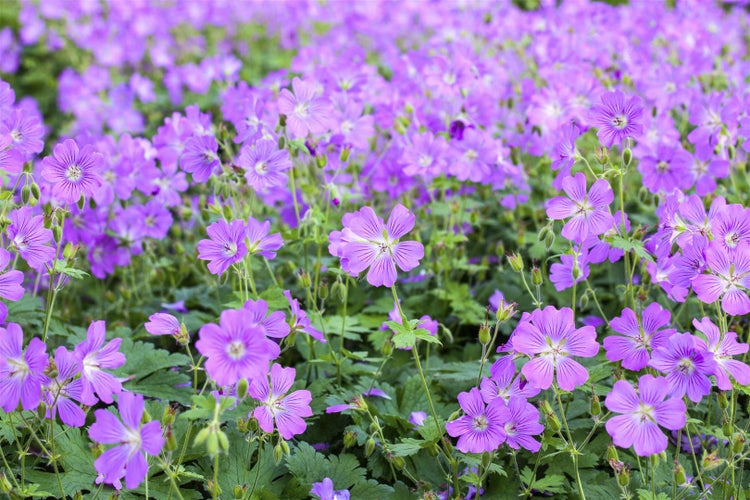 Geranium gracile 'Sirak', Storchschnabel, rosa, ca. 9x9 cm Topf