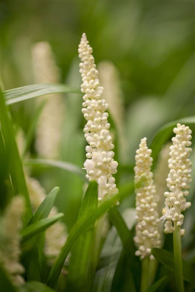 Liriope muscari 'Monroe White', Lilientraube, weiß, ca. 9x9 cm Topf