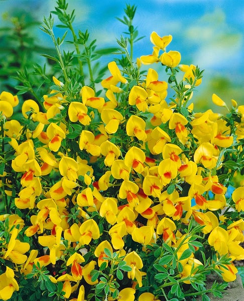 Cytisus scoparius 'Jessica', Besenginster, gelb-rot, 30–40 cm