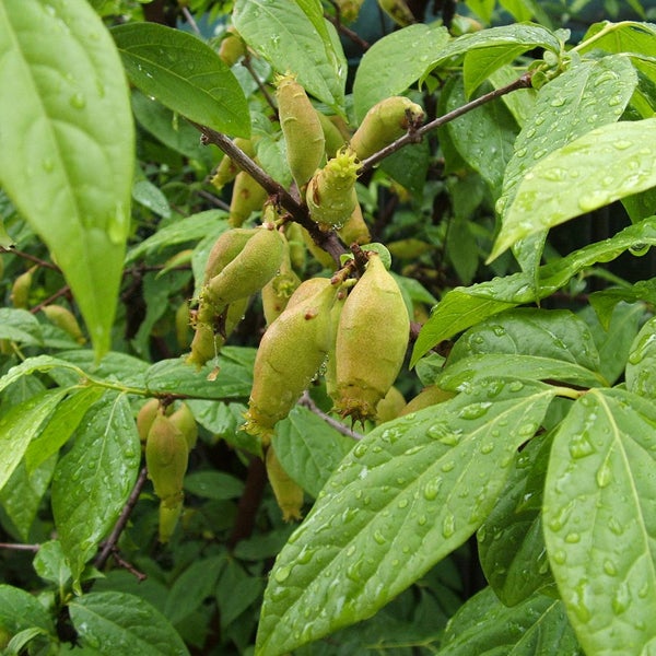 Nahaufnahme von noch nicht reifen Blättern der Duftenden Heckenkirsche