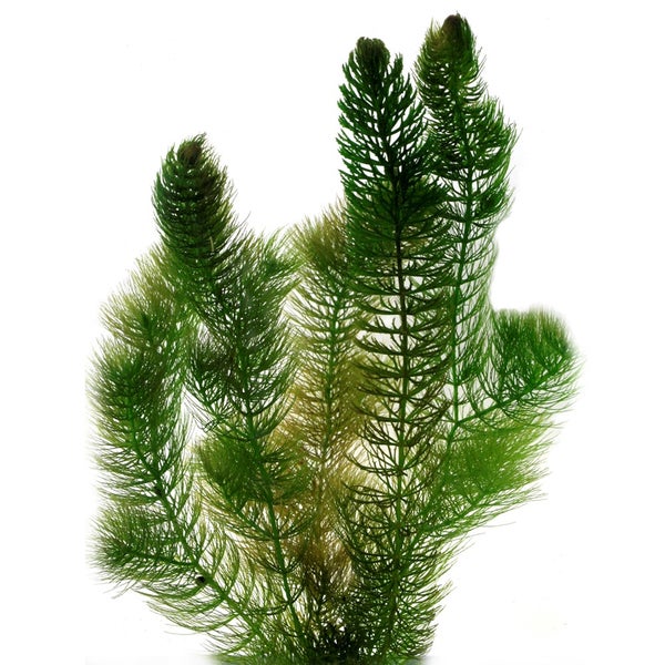 Hornkraut, eine dichte Aquarienpflanze mit feinen, nadelartigen Blättern.