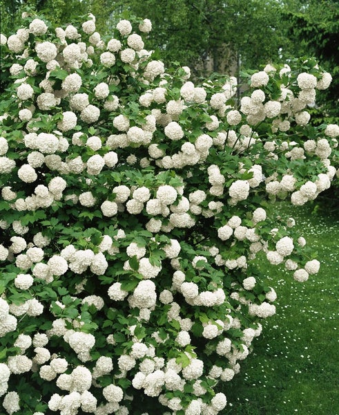 Viburnum opulus, Gewöhnlicher Schneeball, 40–60 cm, weiße Blüten