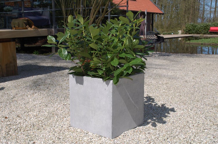 Quadratischer grauer Pflanzkübel in Betonoptik mit einer grünen Lorbeerkirsche in einem sonnigen Garten auf Kies.