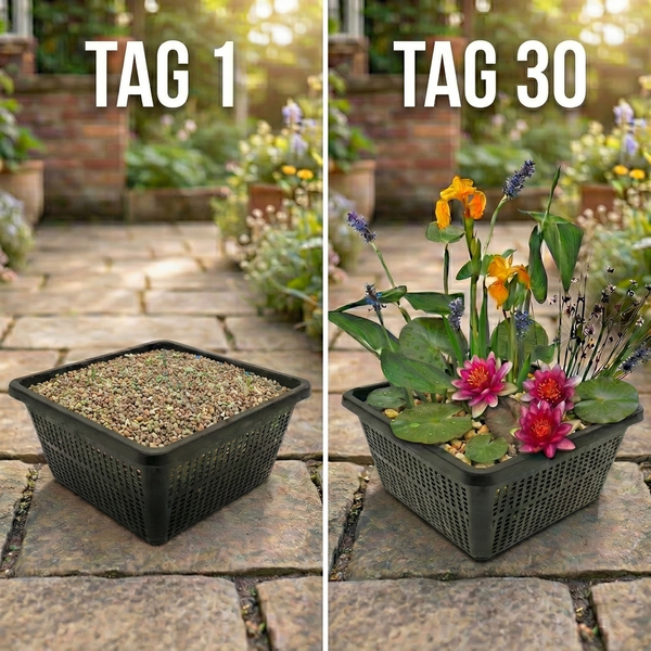 Vergleichsbild eines Pflanzkorbs fuer Teiche an Tag 1 mit Kies und an Tag 30 mit blühenden Wasserpflanzen auf einer Terrasse.