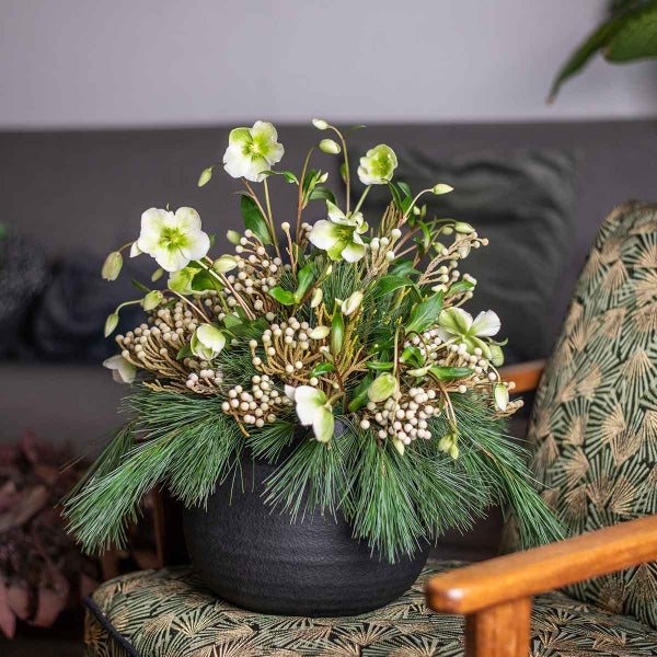 Blumenarrangement mit Christrosen, Beeren und Kiefernnadeln in schwarzer Vase