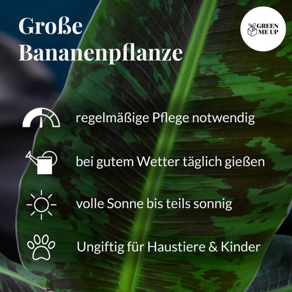 Bananenpflanze | Musa Dwarf Cavendish ca. 90–100 cm | XXL-Zimmerpflanze | tropisches Flair für Balkon & Wohnzimmer | schnellwachsend