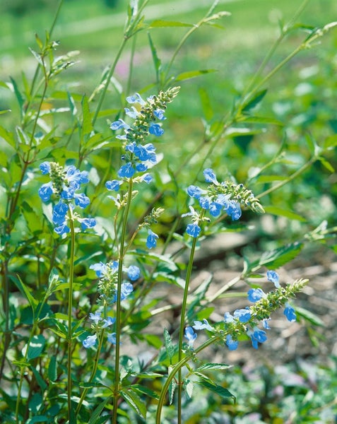 Salvia uliginosa, Himmelsblauer Salbei, ca. 9x9 cm Topf