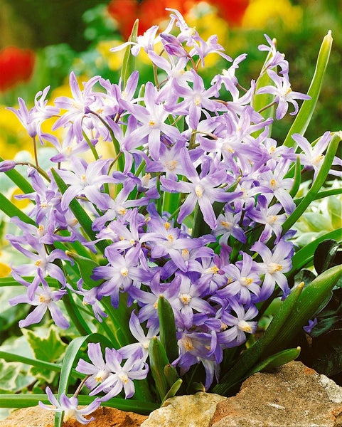 Chionodoxa luciliae, Schneeglanz, blau, ca. 9x9 cm Topf