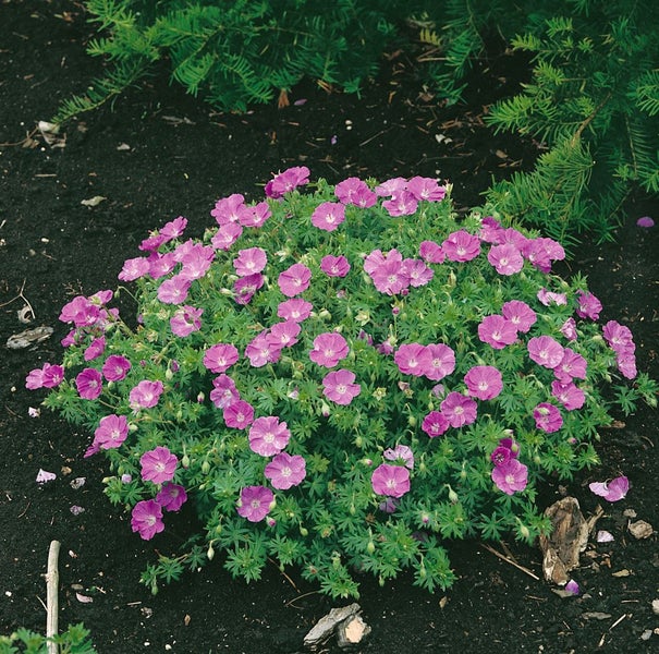 Geranium sanguineum 'Nanum', Blutstorchschnabel, kompakt, ca. 9x9 cm Topf