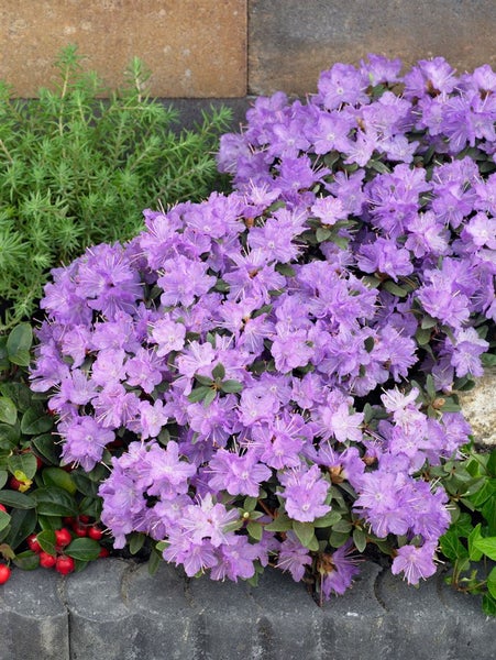 Rhododendron impeditum 'Ramapo', Zwerg-Rhododendron, lila, 20–25 cm