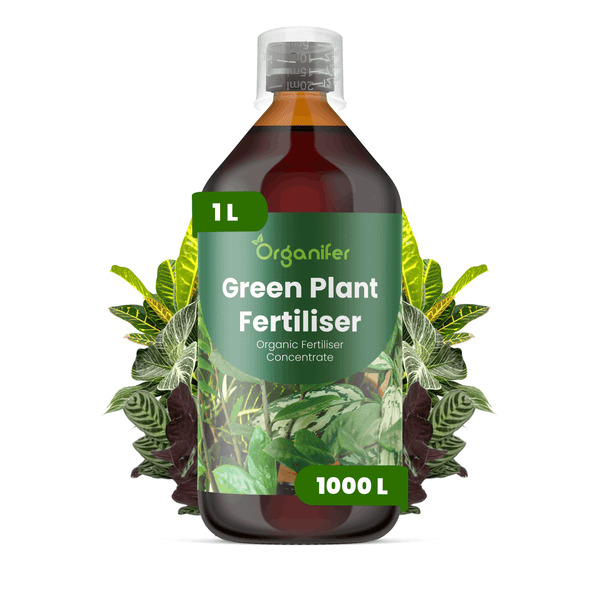 Organifer Bio-Grünpflanzendünger Konzentrat mit Organifer Logo, 1 Liter Flasche ergibt 1000 Liter Düngerlösung, inklusive Messbecher.