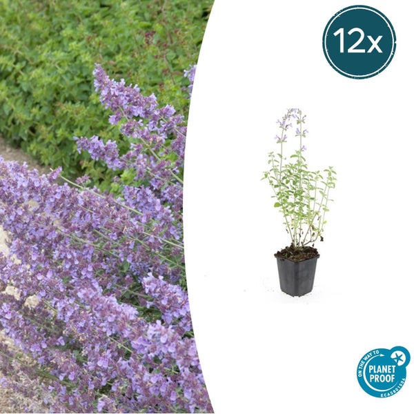 12er-Set lila blühende Katzenminze Nepeta faassenii im Topf mit PlanetProof-Zertifikat.