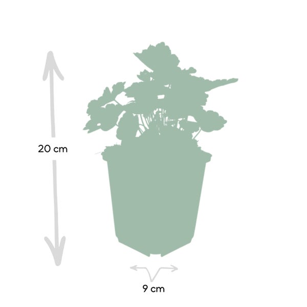 Bodendecker - Purpurglöckchen - Heuchera mic. 'Palace Purple' - 9cm Topf - Set mit 6 Pflanzen