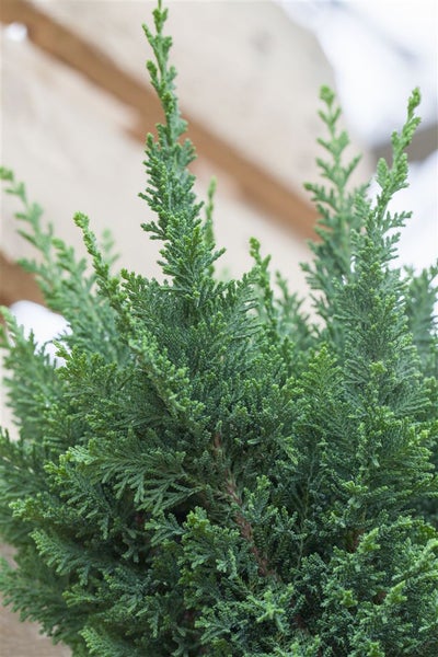 Chamaecyparis lawsoniana 'Little Spire', Scheinzypresse, 20–25 cm