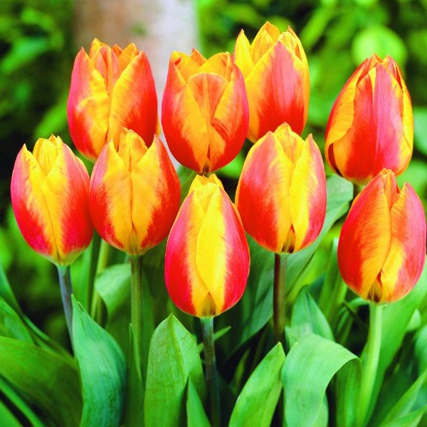 Gruppe von rotgelben Tulpenblüten mit grünen Blättern