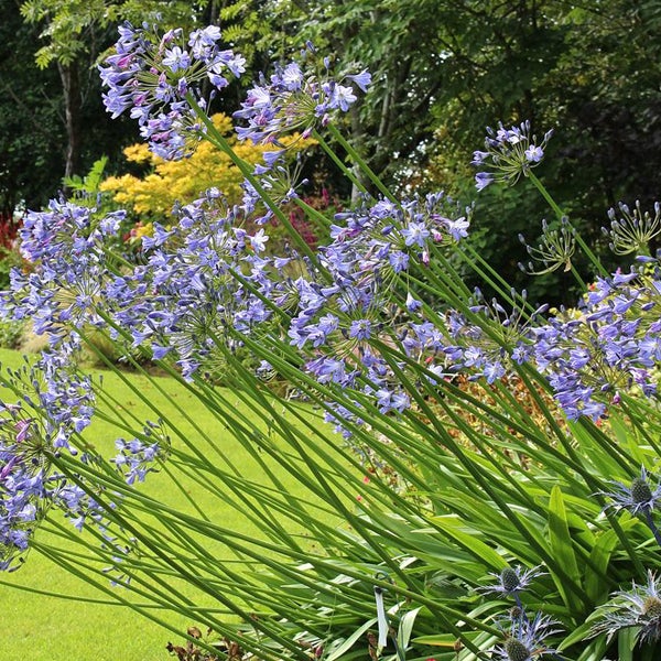 Afrikanische Schmucklilien im Garten