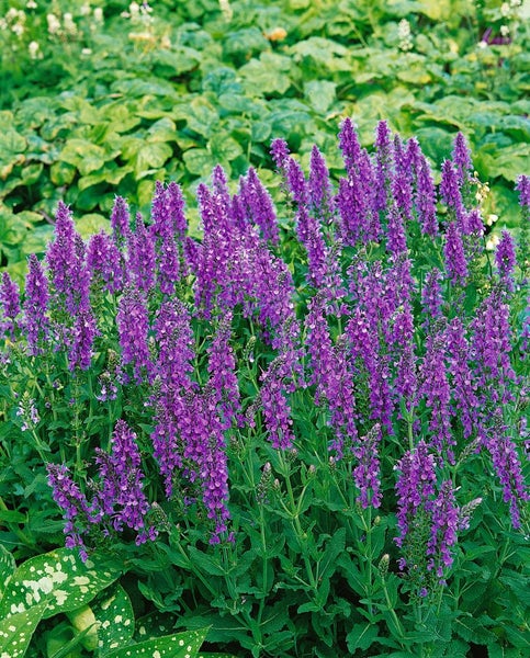 Violette Salbeipflanze im Gartenbeet