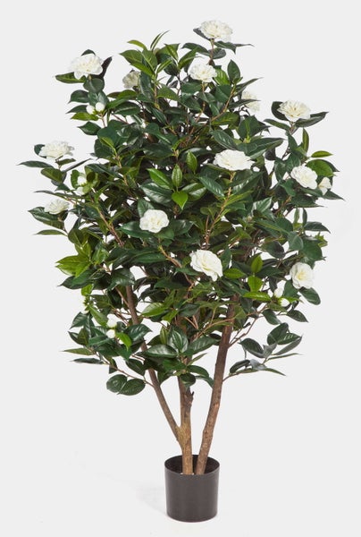 Weiße Kamelienblüten mit dunkelgrünen Blättern.