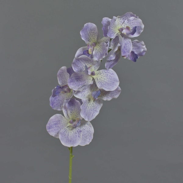 Nahaufnahme von gepunkteten Orchideenblüten mit violetten Flecken auf hellen Blütenblättern und einer dunklen Mitte.