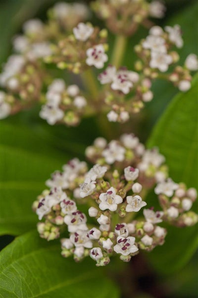 Viburnum davidii, Immergrüner Schneeball, 40–60 cm