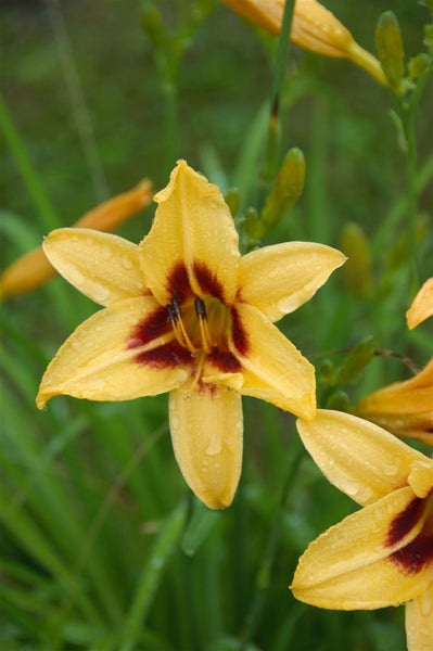 Hemerocallis x cult.'Bonanza', Taglilie, gelb-rot, ca. 11x11 cm Topf