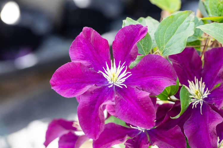 Clematis Hybride 'Warszawska Nike', dunkelviolett, 60–100 cm