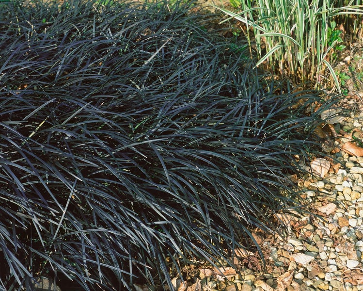 Schwarzes Schlangenbart-Gras im Gartenbeet.