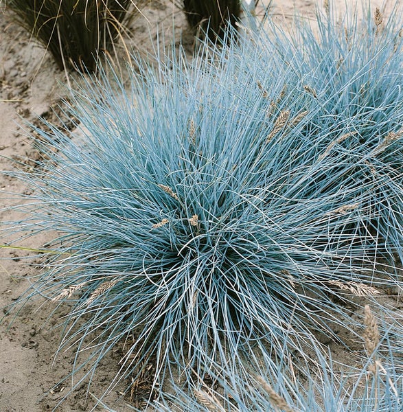 Festuca cinerea 'Uchte', Blauschwingel, ca. 9x9 cm Topf