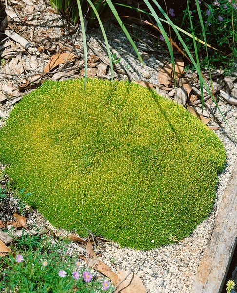 Scleranthus uniflorus, Polsterkissenmoos, ca. 9x9 cm Topf