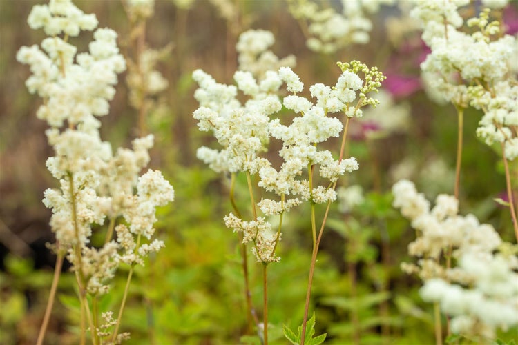 Filipendula ulmaria 'Plena', Mädesüß, gefüllt, ca. 9x9 cm Topf