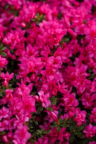 Rhododendron obtusum 'Melina', Azalee, rosa Blüten, 20–25 cm