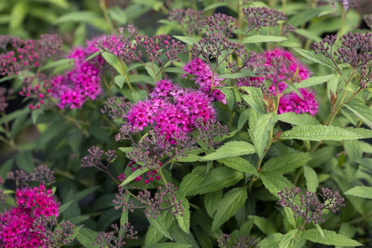 Nahaufnahme einer blühenden Spiraea-Pflanze