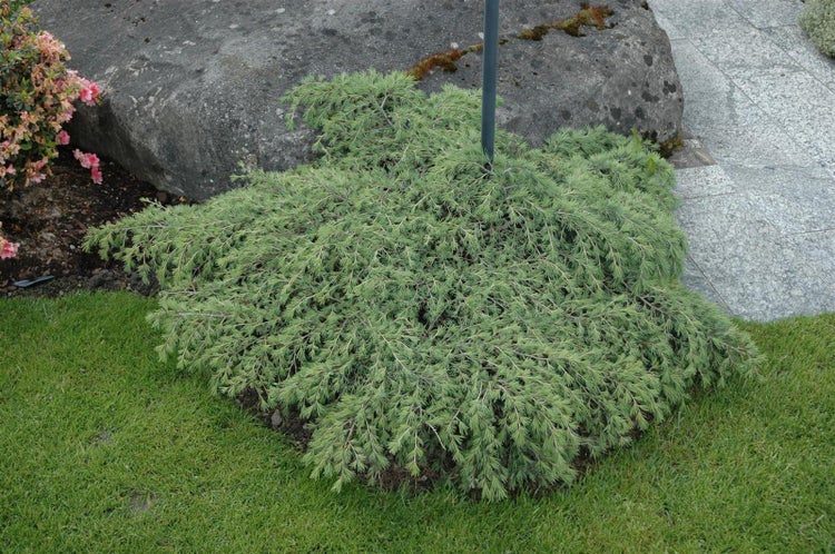 Kriechende Zeder im Gartenbereich.