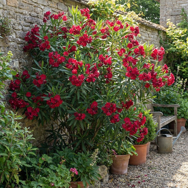 Rot blühender Oleander im Tontopf vor einer Steinmauer im Garten mit einer Holzbank und einer Gießkanne.