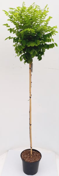 Robinia pseudoacacia Umbraculifera, Akazie, Scheinakazie Stämmchen,  Höhe inkl. Topf: 180-190 cm