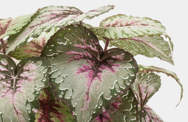Königsbegonie Begonia rex mit gemusterten Blättern in Silber und Pink in einem Topf