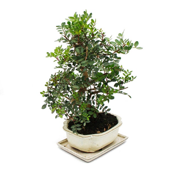 Bonsai - Pistacia lentiscus - Mastixtrauch - Wilde Pistazie - ca. 10 Jahre alt