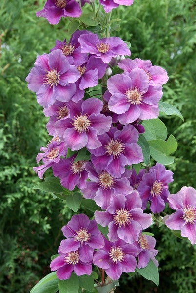 Clematis Hybride 'Ashva', Waldrebe, violett, 40–60 cm