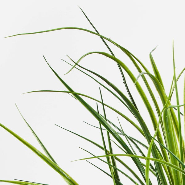 Künstliches Lampenputzergras im schwarzen Kunststofftopf mit grünen Halmen und braunen Blütenständen.