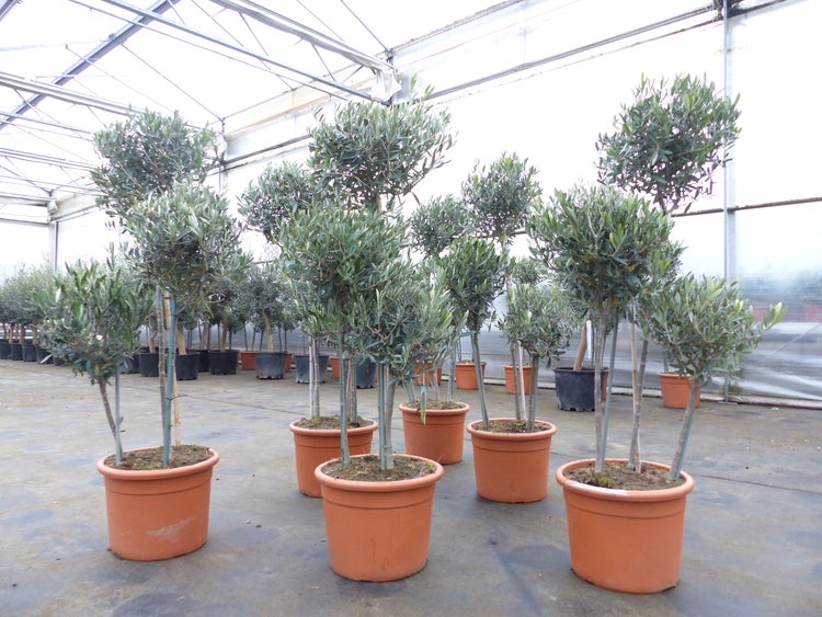 Olivenbaum Pon Pon 150-165-cm Hochstamm, beste Qualität, winterhart