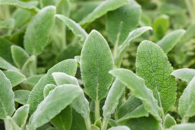 Stachys byzantina 'Silver Carpet', Wollziest, silbrig, ca. 9x9 cm Topf