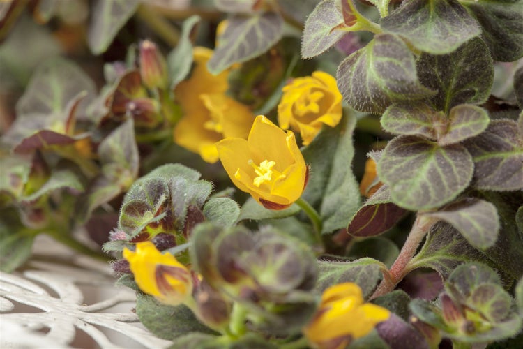 Lysimachia nummularia, Pfennigkraut, ca. 9x9 cm Topf
