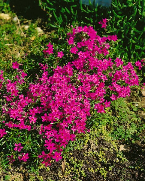 Phlox douglasii 'Red Admiral', Teppichphlox, rot, ca. 9x9 cm Topf