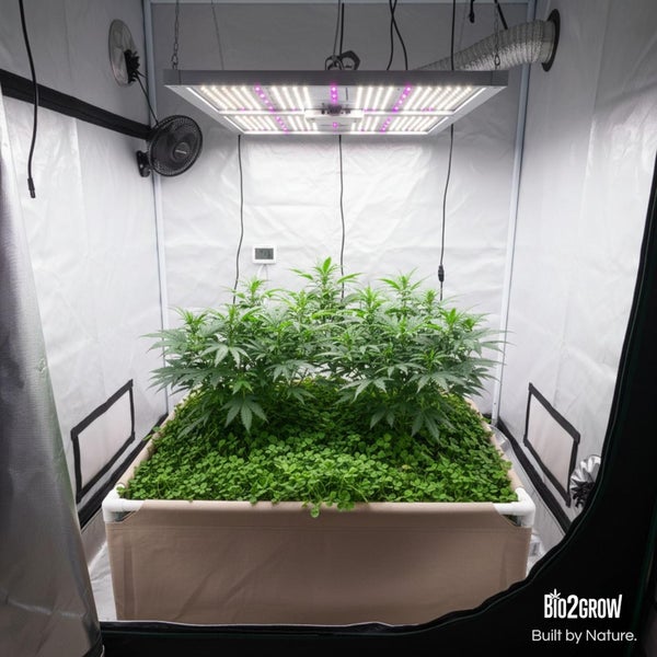 Anzuchtzelt mit LED Pflanzenlampe, Ventilator und Pflanzen