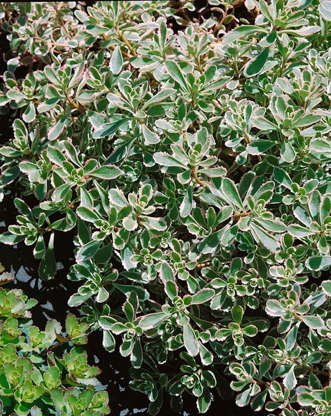 Sedum spurium 'Tricolor', Teppichsedum, buntlaubig, ca. 9x9 cm Topf