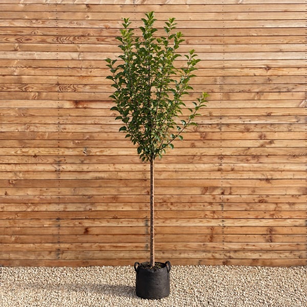 Ein junger Hochstamm Baum mit grünen Blättern in einem schwarzen Pflanzsack vor einer hölzernen Wand.
